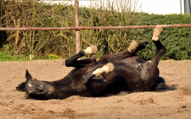 Im 29. Lebensjahr geniet KOSTOLANY ein Sandbad - Trakehner Gestt Hmelschenburg
