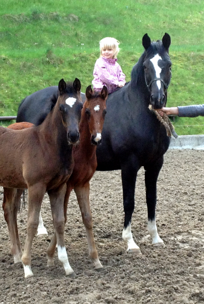 Greta Garbo und ihre beiden Fohlen von Saint Cyr - Foto: Beate Langels