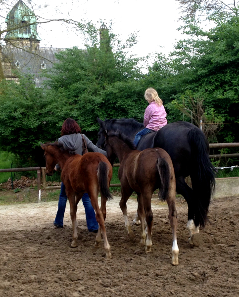 Greta Garbo und ihre beiden Fohlen von Saint Cyr - Foto: Beate Langels