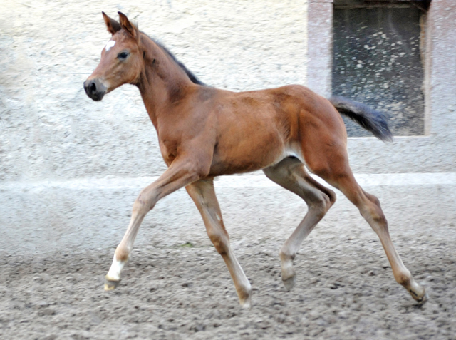 Hengstfohlen von High Motion u.d. Schwalbenlicht v. Imperio - 17. April 2016  im
Trakehner Gestt Hmelschenburg