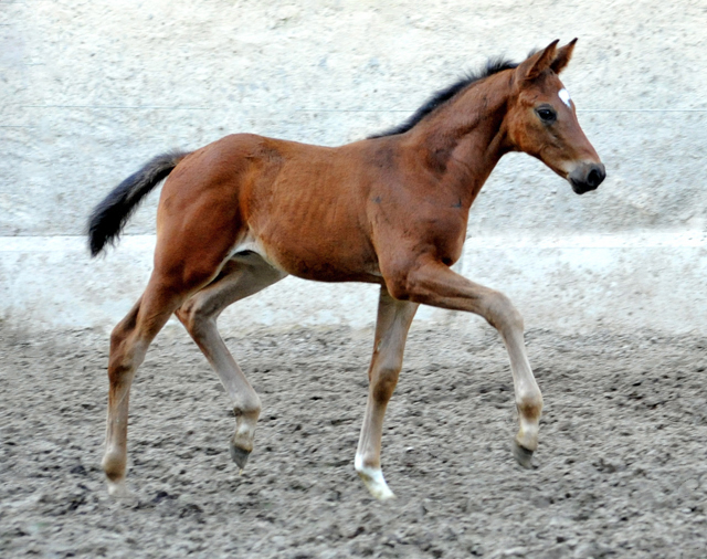 Hengstfohlen von High Motion u.d. Schwalbenlicht v. Imperio - 17. April 2016  im
Trakehner Gestt Hmelschenburg