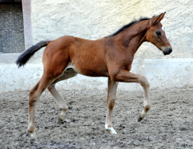 Hengstfohlen von High Motion u.d. Schwalbenlicht v. Imperio - 17. April 2016  im
Trakehner Gestt Hmelschenburg