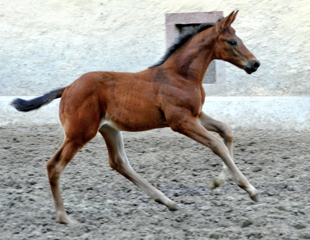 Hengstfohlen von High Motion u.d. Schwalbenlicht v. Imperio - 17. April 2016  im
Trakehner Gestt Hmelschenburg