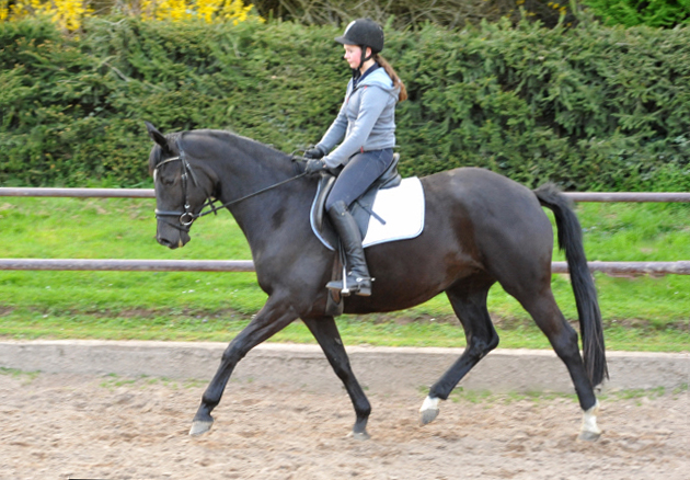 17. April 2016  - Foto: Beate Langels -
Trakehner Gestt Hmelschenburg