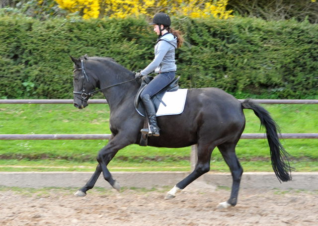 17. April 2016  - Foto: Beate Langels -
Trakehner Gestt Hmelschenburg