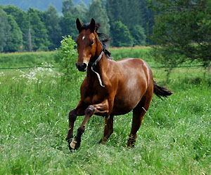 Zweijhrige Hengste - Trakehner Gestt Hmelschenburg - Foto: Beate Langels