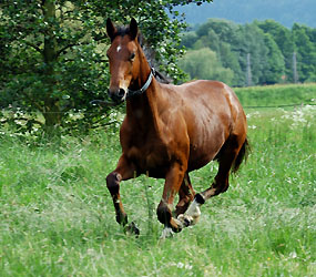 Zweijhrige Hengste - Trakehner Gestt Hmelschenburg - Foto: Beate Langels