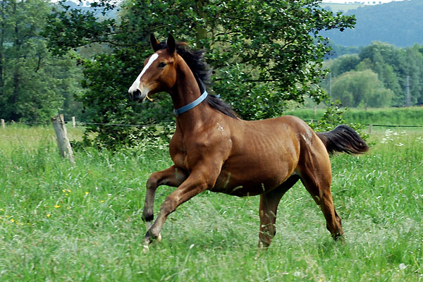 Zweijhrige Hengste - Trakehner Gestt Hmelschenburg - Foto: Beate Langels