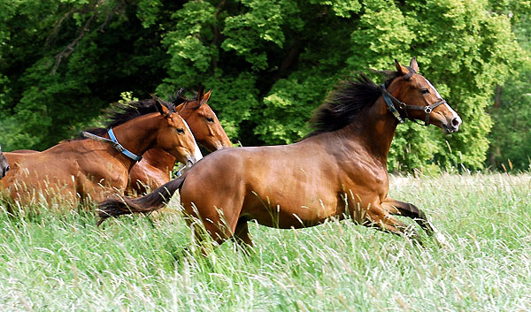 Zweijhrige Hengste - Trakehner Gestt Hmelschenburg - Foto: Beate Langels