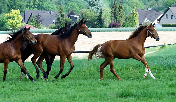 Jhrlingshengste: vorn Hengst von Freudenfest u.d. Pr.St. Kollina v. Kostolany - Trakehner Gestt Hmelschenburg - Foto: Beate Langels