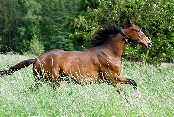 Hengst von Exclusiv u.d. Gwendolyn v. Maestro u.d. Elitestute Gloriette v. Kostolany - Trakehner Gestt Hmelschenburg, Foto: Beate Langels