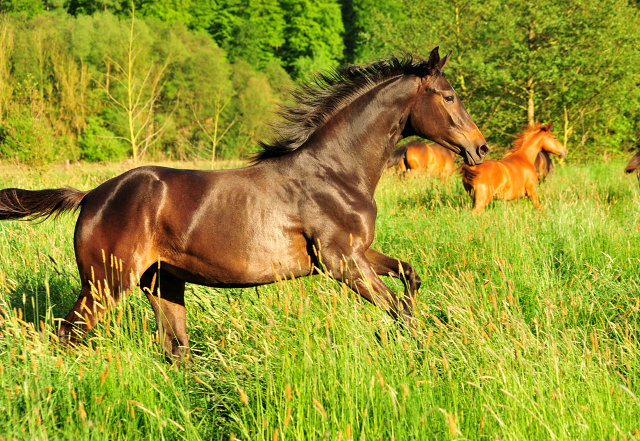 Die Jhrlingsstuten am 18. Mai 2017 - Trakehner Gestt Hmelschenburg - Foto: Beate Langels