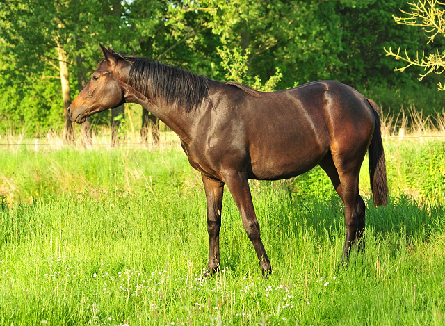 Valentine am 17. Mai 2017 - Trakehner Gestt Hmelschenburg - Foto: Beate Langels