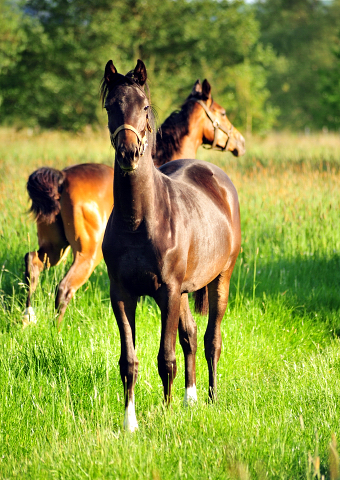 Die Jhrlingsstuten am 17. Mai 2017 - Trakehner Gestt Hmelschenburg - Foto: Beate Langels
