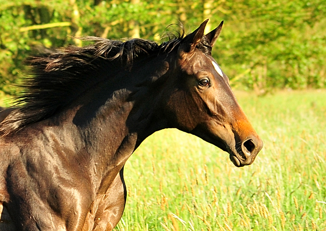 Valentine am 17. Mai 2017 - Trakehner Gestt Hmelschenburg - Foto: Beate Langels