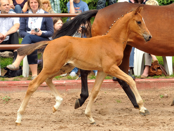Sieger der Fohlenschau in Hmelschenburg 2012: Trakehner Hengstfohlen von Saint Cyr u.d. Hanna v. Summertime u.d. Elitestute Helena v. Matador