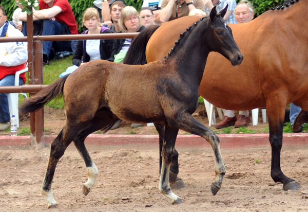 31.03.2012: Trakehner Rapphengst von Saint Cyr u.d. Rubina v. Tycoon - Foto: Beate Langels - Trakehner Gestt Hmelschenburg