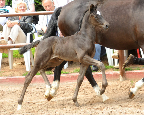 Stutfohlen von Symont u.d. Greta Garbo v. Alter Fritz, Foto: Beate Langels, Trakehner Gestt Hmelschenburg