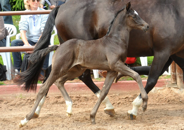 Stutfohlen von Symont u.d. Greta Garbo v. Alter Fritz, Foto: Beate Langels, Trakehner Gestt Hmelschenburg