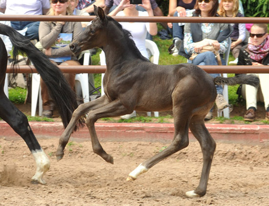 Stutfohlen von Symont u.d. Greta Garbo v. Alter Fritz, Foto: Beate Langels, Trakehner Gestt Hmelschenburg