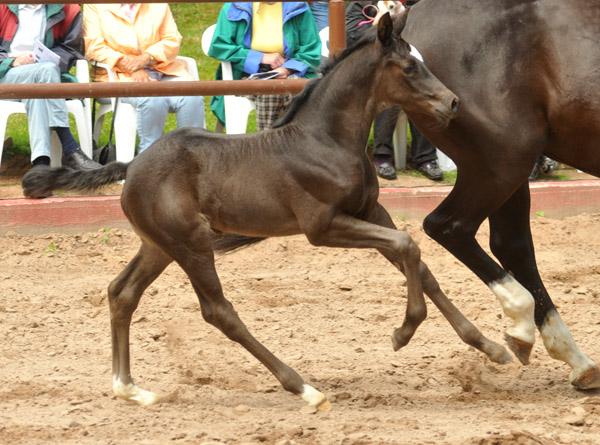 Stutfohlen von Symont u.d. Greta Garbo v. Alter Fritz, Foto: Beate Langels, Trakehner Gestt Hmelschenburg