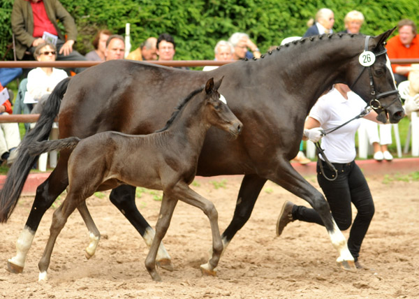 Stutfohlen von Symont u.d. Greta Garbo v. Alter Fritz, Foto: Beate Langels, Trakehner Gestt Hmelschenburg