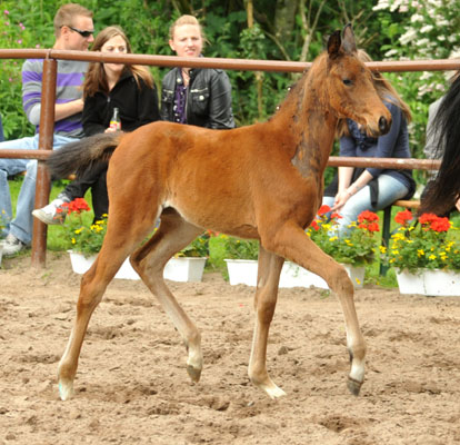 Trakehner Stutfohlen von Alter Fritz - Summertime - Karon, Trakehner Gestt Hmelschenburg - Beate Langels