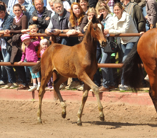 Trakehner Stutfohlen von Saint Cyr u.d. Prmien- und Staatsprmienstute Karena v. Freudenfest - Foto: Beate Langels, Trakehner Gestt Hmelschenburg