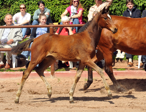 Trakehner Stutfohlen von Saint Cyr u.d. Prmien- und Staatsprmienstute Karena v. Freudenfest - Foto: Beate Langels, Trakehner Gestt Hmelschenburg