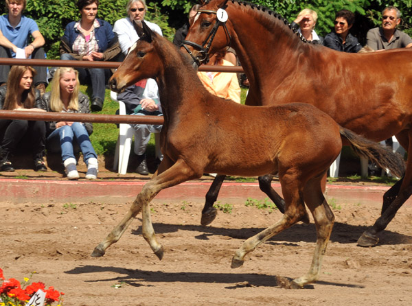 Trakehner Stutfohlen von Saint Cyr u.d. Prmien- und Staatsprmienstute Karena v. Freudenfest - Foto: Beate Langels, Trakehner Gestt Hmelschenburg