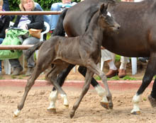 Siegerin der Stutfohlen: 
Rappstutfohlen v. Symont u.d. Greta Garbo v. Alter Fritz