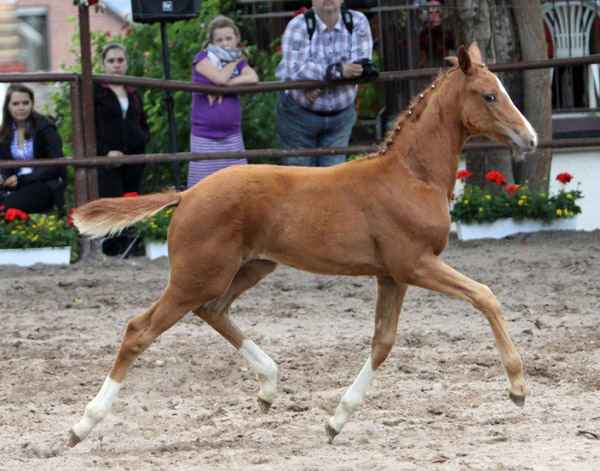 Stutfohlen von Symont u.d. Pr.u.StPrSt. Vittoria v. Exclusiv - Trakehner Gestt Hmelschenburg - Foto: Ulrike Sahm - Trakehner Gestt Hmelschenburg