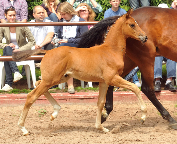 Sieger der Fohlenschau in Hmelschenburg 2012: Trakehner Hengstfohlen von Saint Cyr u.d. Hanna v. Summertime u.d. Elitestute Helena v. Matador