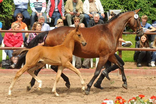 Sieger der Fohlenschau in Hmelschenburg 2012: Trakehner Hengstfohlen von Saint Cyr u.d. Hanna v. Summertime u.d. Elitestute Helena v. Matador