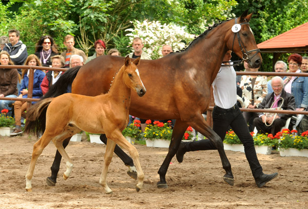 Sieger der Fohlenschau in Hmelschenburg 2012: Trakehner Hengstfohlen von Saint Cyr u.d. Hanna v. Summertime u.d. Elitestute Helena v. Matador