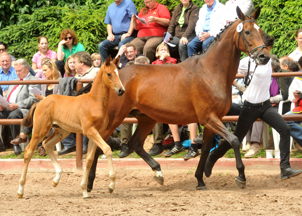 Sieger der Fohlenschau in Hmelschenburg 2012: Trakehner Hengstfohlen von Saint Cyr u.d. Hanna v. Summertime u.d. Elitestute Helena v. Matador