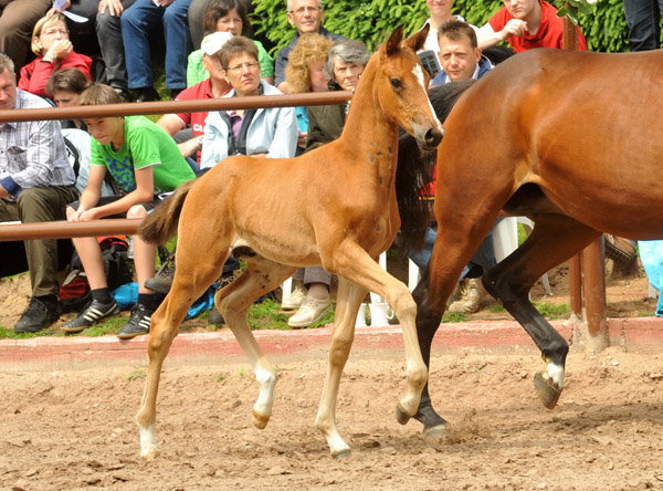 Sieger der Fohlenschau in Hmelschenburg 2012: Trakehner Hengstfohlen von Saint Cyr u.d. Hanna v. Summertime u.d. Elitestute Helena v. Matador