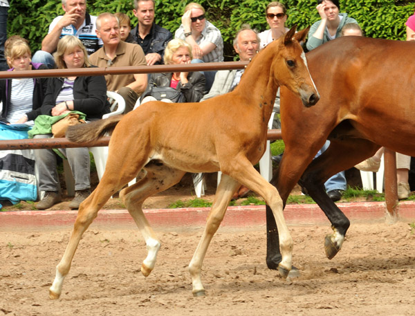 Sieger der Fohlenschau in Hmelschenburg 2012: Trakehner Hengstfohlen von Saint Cyr u.d. Hanna v. Summertime u.d. Elitestute Helena v. Matador