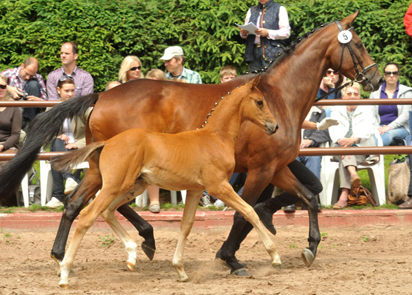 Sieger der Fohlenschau in Hmelschenburg 2012: Trakehner Hengstfohlen von Saint Cyr u.d. Hanna v. Summertime u.d. Elitestute Helena v. Matador