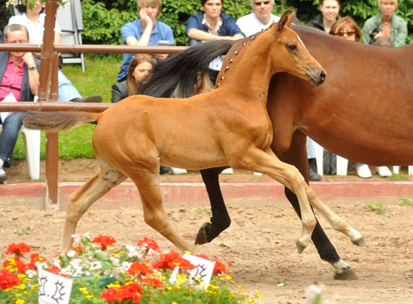 Sieger der Fohlenschau in Hmelschenburg 2012: Trakehner Hengstfohlen von Saint Cyr u.d. Hanna v. Summertime u.d. Elitestute Helena v. Matador