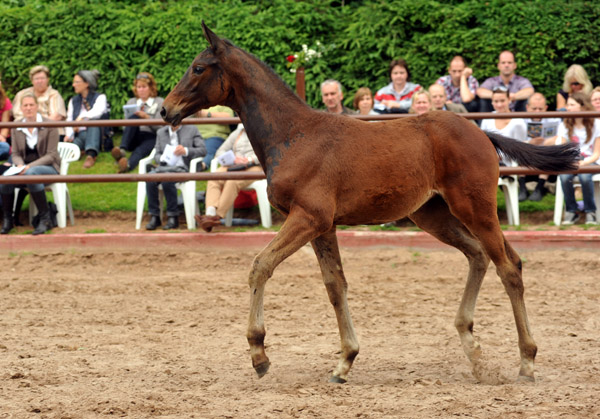 Trakehner Stutfohlen von Exclusiv u.d. Vicenza v. Showmaster - Foto: Beate Langels, Trakehner Gestt Hmelschenburg