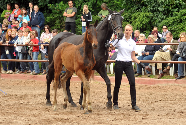 Trakehner Stutfohlen von Exclusiv u.d. Vicenza v. Showmaster - Foto: Beate Langels, Trakehner Gestt Hmelschenburg
