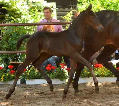 Trakehner Hengstfohlen von Exclusiv x Kostolany am 17. Juni 2012 - Foto: Beate Langels - Trakehner Gestt Hmelschenburg