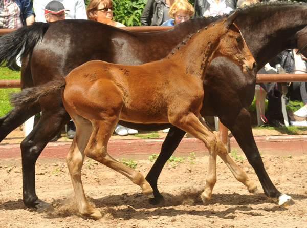 Trakehner Hengstfohlen von Summertime u.d. Elitestute Schwalbenspiel v. Exclusiv, Foto: Beate Langels, Trakehner Gestt Hmelschenburg