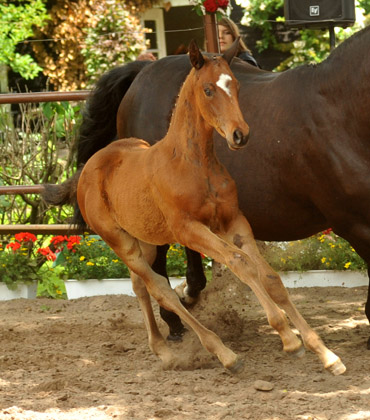 Trakehner Hengstfohlen von Summertime u.d. Elitestute Schwalbenspiel v. Exclusiv, Foto: Beate Langels, Trakehner Gestt Hmelschenburg