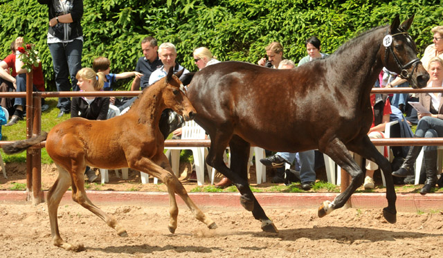 Trakehner Hengstfohlen von Summertime u.d. Elitestute Schwalbenspiel v. Exclusiv, Foto: Beate Langels, Trakehner Gestt Hmelschenburg