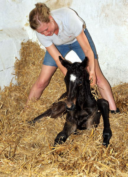 Stutfohlen von Exclusiv u.d. Vicenza v. Showmaster - Trakehner Gestt Hmelschenburg