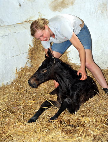 Stutfohlen von Exclusiv u.d. Vicenza v. Showmaster - Trakehner Gestt Hmelschenburg