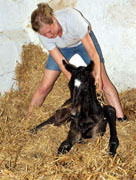 Stutfohlen von Exclusiv u.d. Elitestute Vicenza v. Showmaster - Trakehner Gestt Hmelschenburg