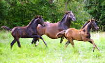 Im Juli 2016 in Hmelschenburg 2016